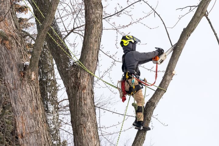 An arborist cutting and trimming a tree during the winter