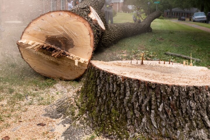 Felled Tree Trunk and Large Stump