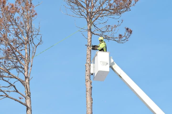 Arborist in the bucket of a bucket truck, cutting down a tree