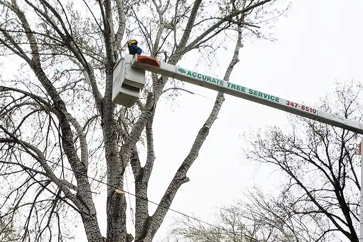 Man in bucket crane to do work high up in a tree
