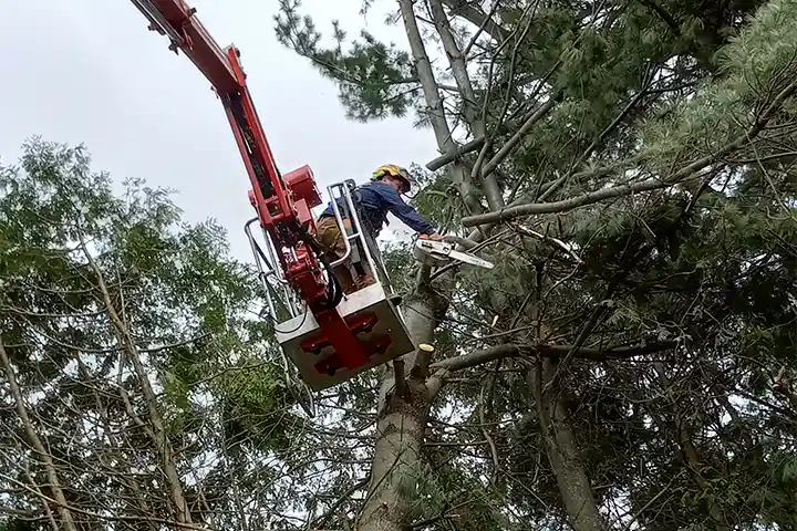 Man sawing a tree from a bucket crane