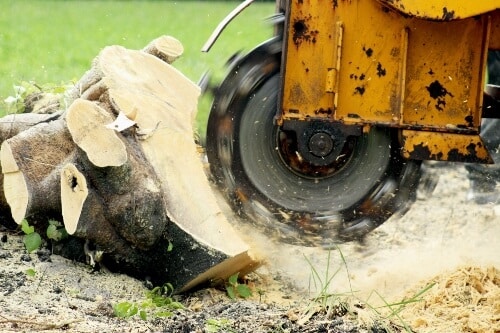 Stump grinding machine cutting and grinding down a tree stump