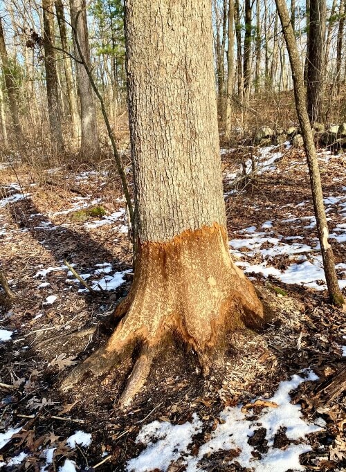 Tree trunk exposing tree damage with an orange hue