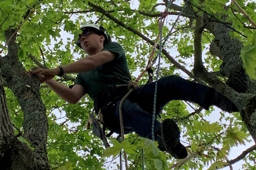 Man climbing tree performing tree care services