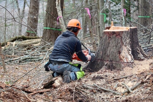 Arborist cutting down the base of a tree stump with a chainsaw