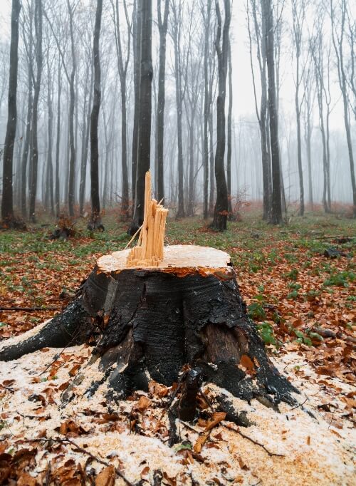 Logged Tree Stump