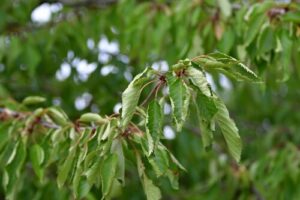 Tree branch suffering from dry weather and heat