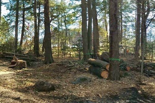 Large forested area of trees with green markers wrapped around their trunks