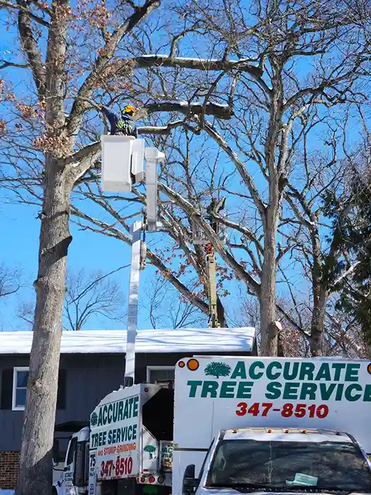 Accurate Tree Service bucket truck with man reaching for tree