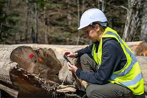 Forester checking fallen tree cross section for disease