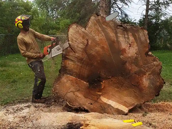 Man cutting down a large tree with a chainsaw