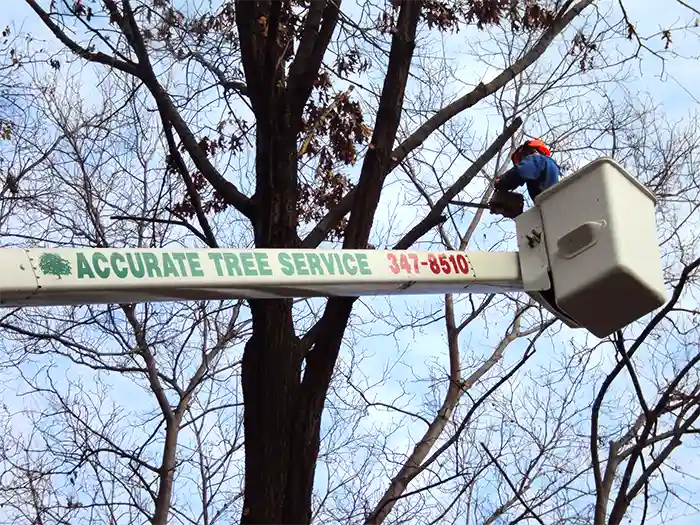 Accurate Tree Service worker in a manlift high up in a tree