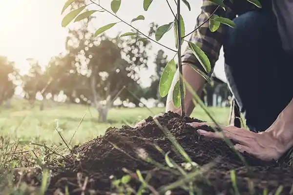 Hands planting a young tree int he dirt near a field
