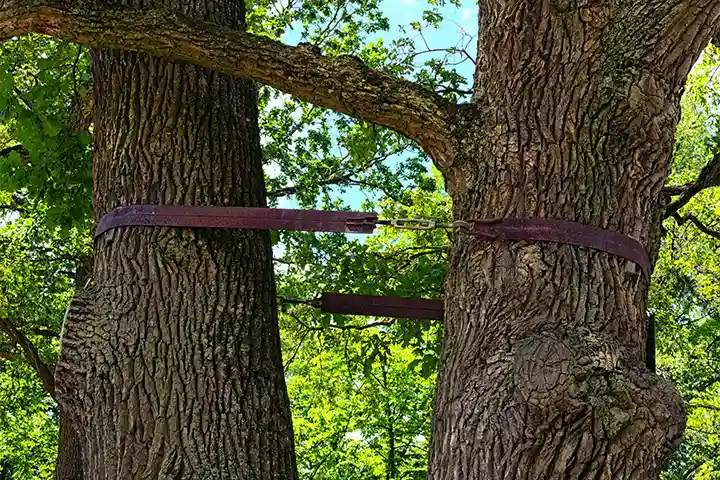 Two trees braced together using tree cabling