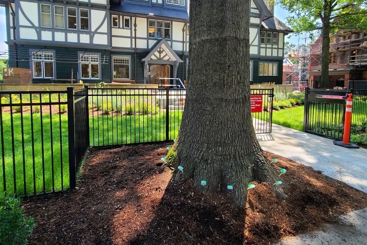 Tree receiving fertilization treatment by Accurate Tree Services + H&H Arborists in the Greater Madison, WI