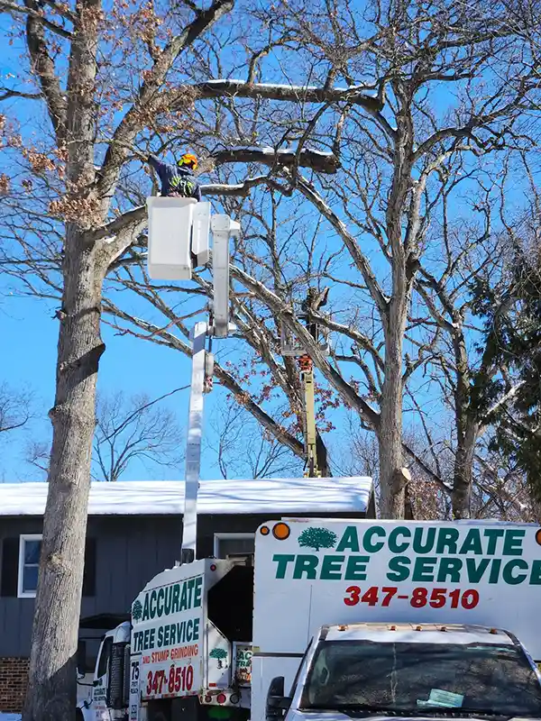 Accurate Tree Service worker trimming tree branches in man lift bucket