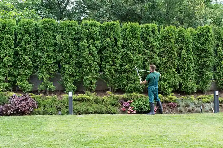 Professional trimming tree shrubs in a residential area