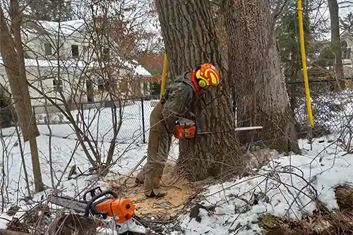 Man cutting down a tree with a chainsaw in the winter near a home