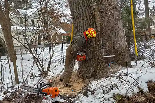 Fall and Winter Tree Care