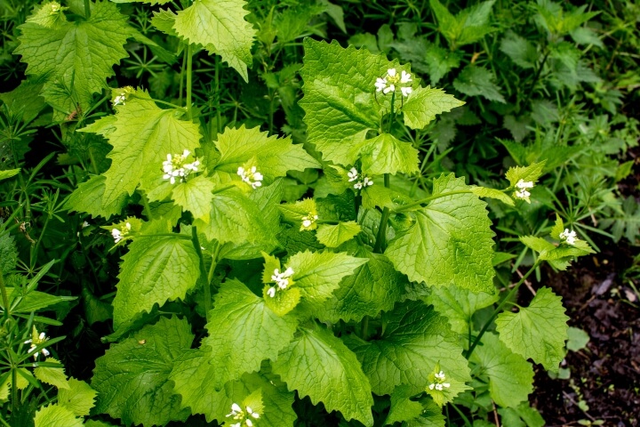 A wild garlic mustard plant - Alliaria petiolata