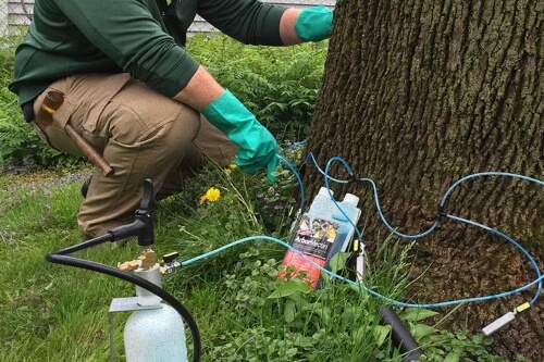 Tree receiving deep root fertilization treatment