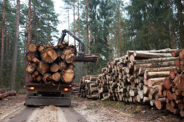 Logging truck loading large cut down trees in the forest