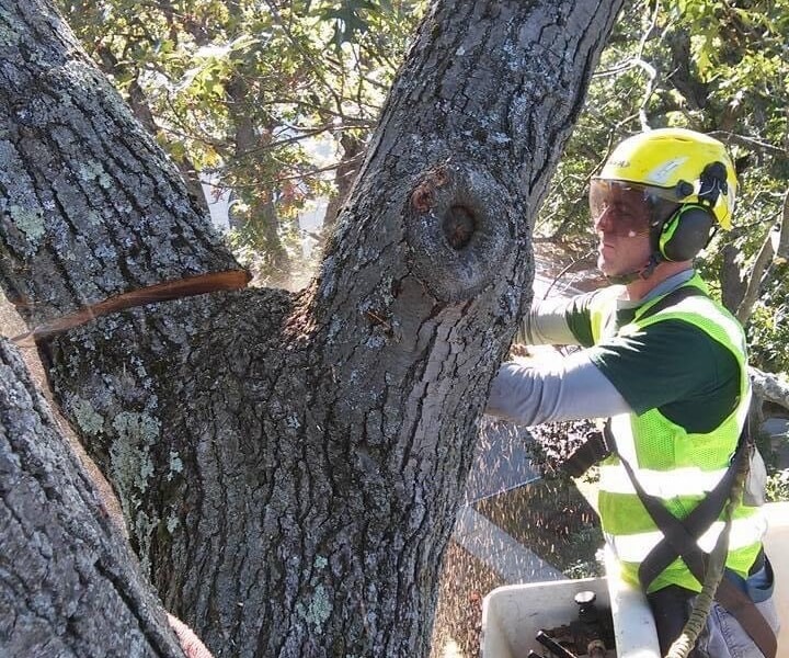 An Arborist cutting a branch from a tree with a chainsaw