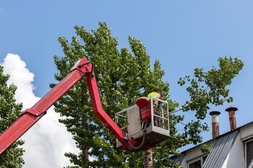 Arborists cut branches from a tall urban tree near a commercial property