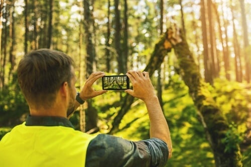 Arborist examining a fallen tree and taking photos the damage