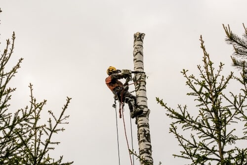 Arborist cabling a large tree during the winter