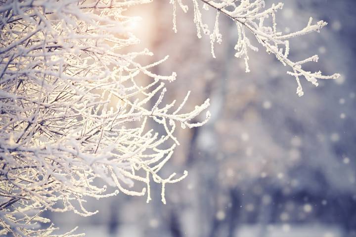 Frost and snow on tree branches