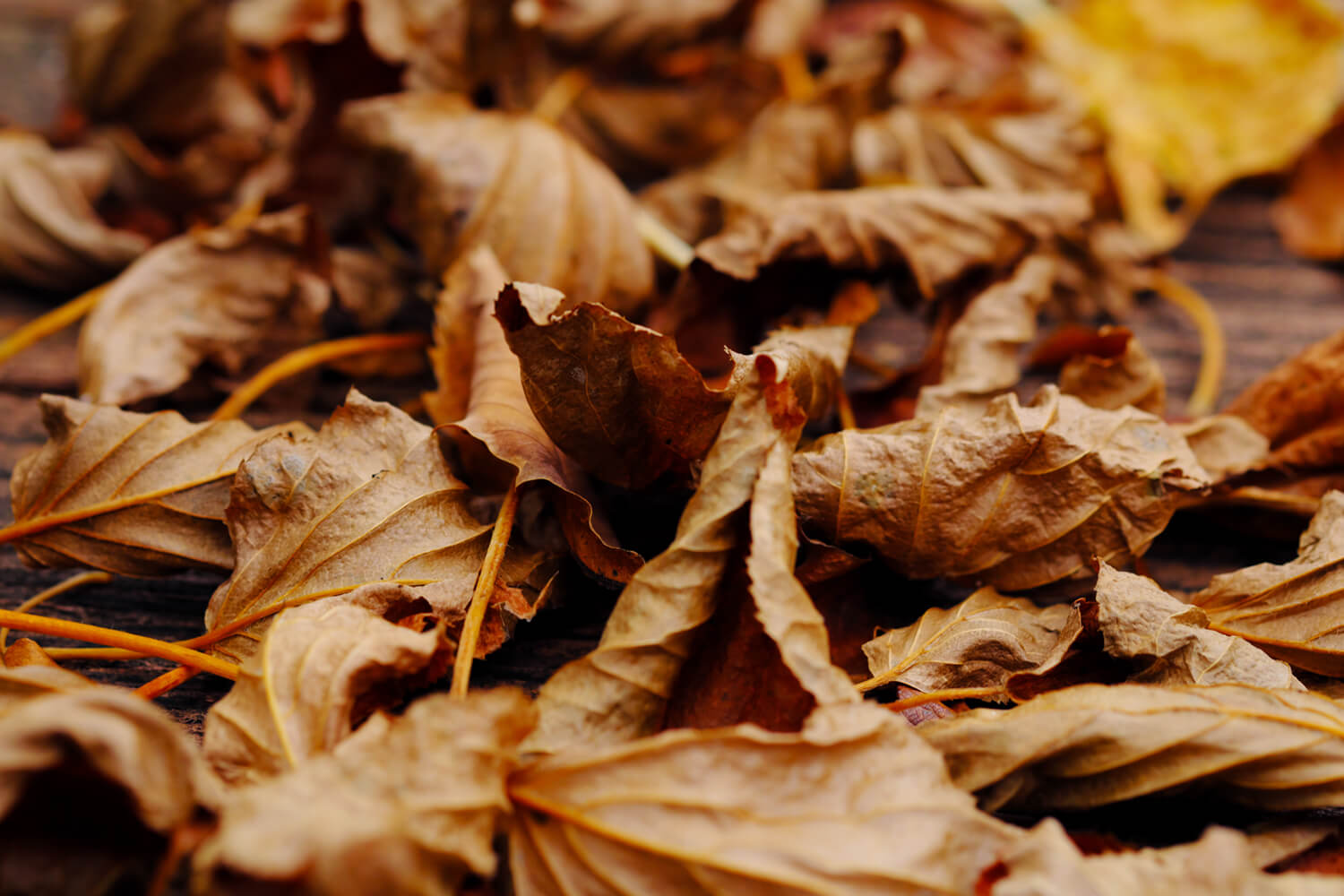 Crumpled and fallen leaves | why are leaves falling off your tree in summer