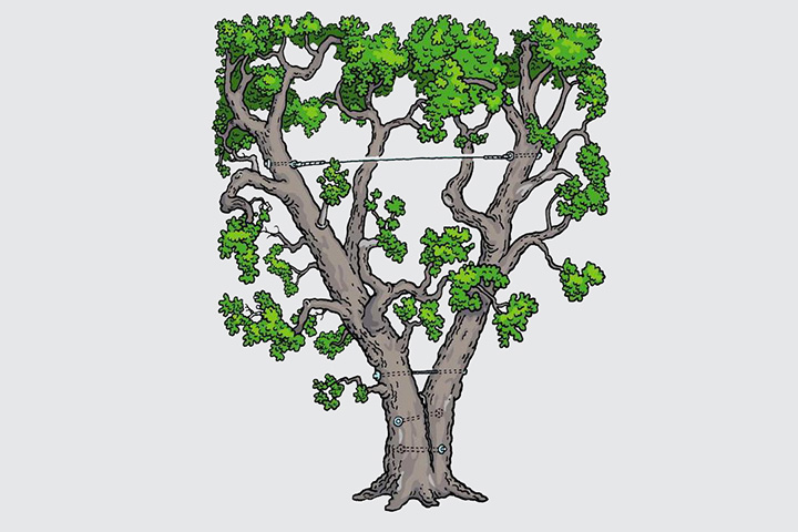 Tree with cables supporting it illustration in Wisconsin