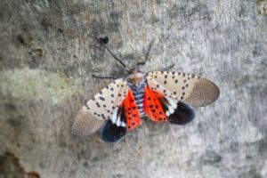 Spotted Lanternfly in Wisconsin A Growing Threat and How to Defend Your Trees by Accurate Tree Services + H&H Arborists in Wisconsin
