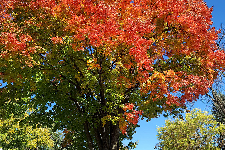 Tree with leaves changing color for fall in Wisconsin