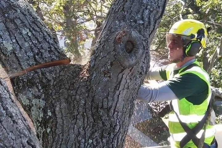 Accurate Tree Services arborist cutting down tree branches in Greater Madison