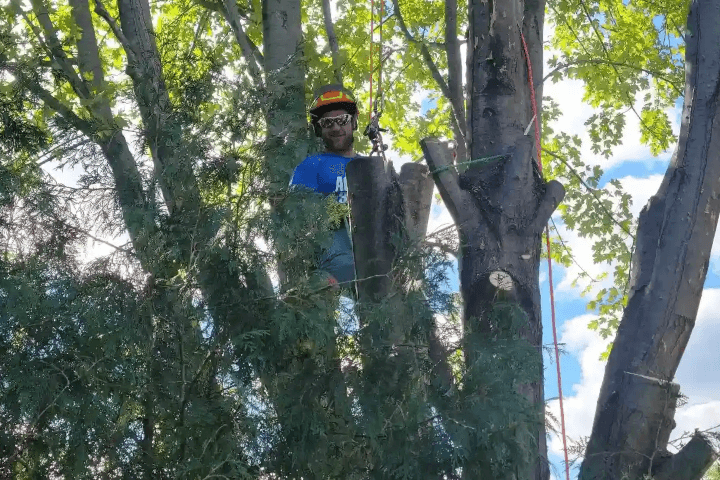 Accurate Tree Services arborist cabling trees in Verona