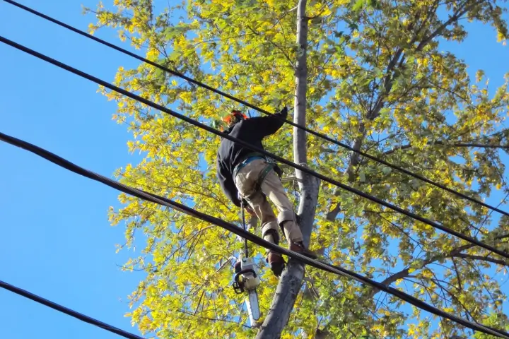 Arborists climbing a residential tree in Burr Oaks