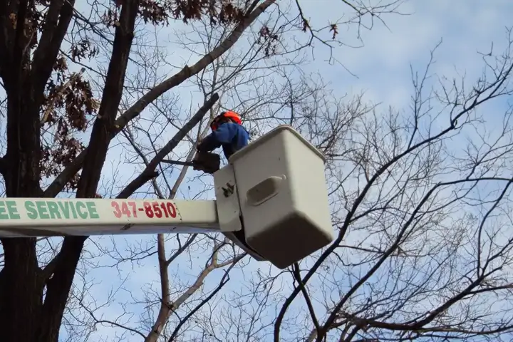 Arborist trimming down tree branches in DeForest