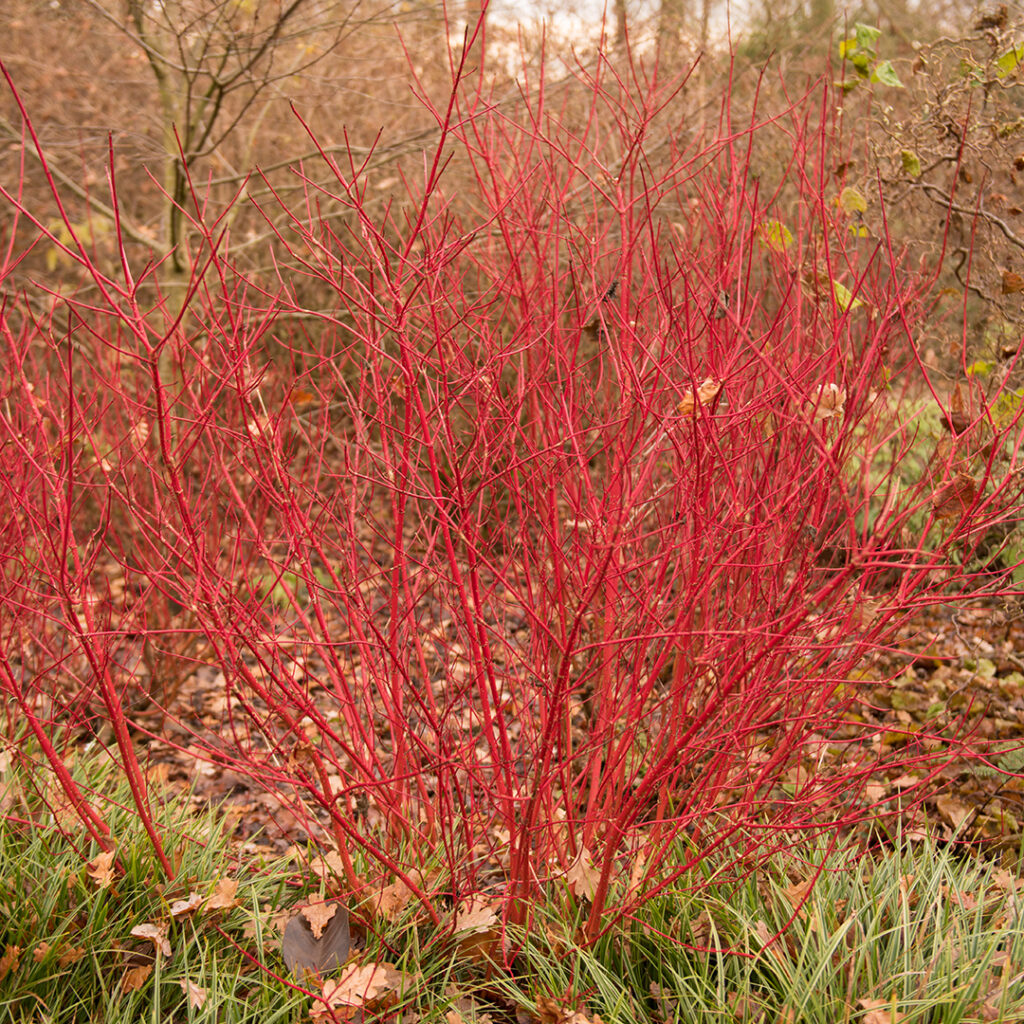 12 Shrubs to Plant for Cut Branches in Fall and Winter