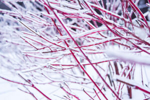 Plant Life That Adds Pop to Your Winter Landscape in Wisconsin | Accurate Tree Services + H&H Arborists
