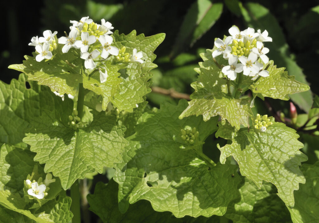 Garlic Mustard, with small white flowers, is an invasive plant in Wisconsin.