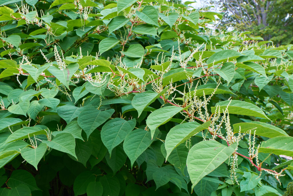 Japanese knotweed in a Wisconsin yard.