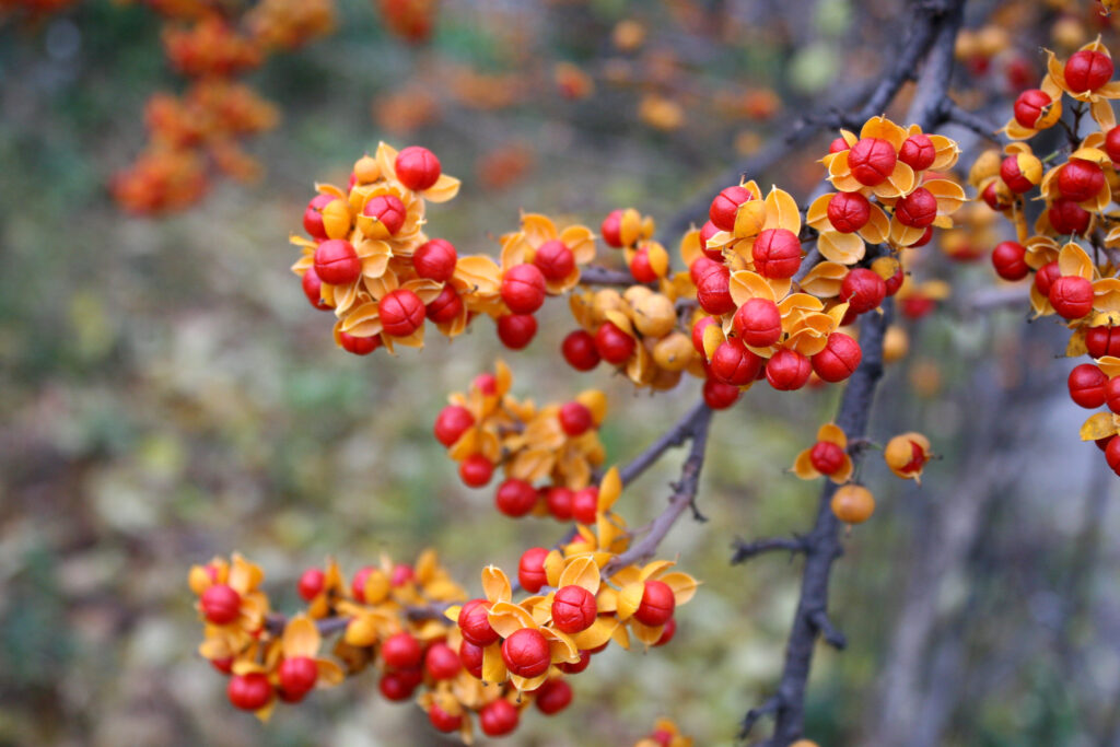 Oriental Bittersweet, a nuisance plant in Wisconsin, categorized by its bright fruit and leaves.