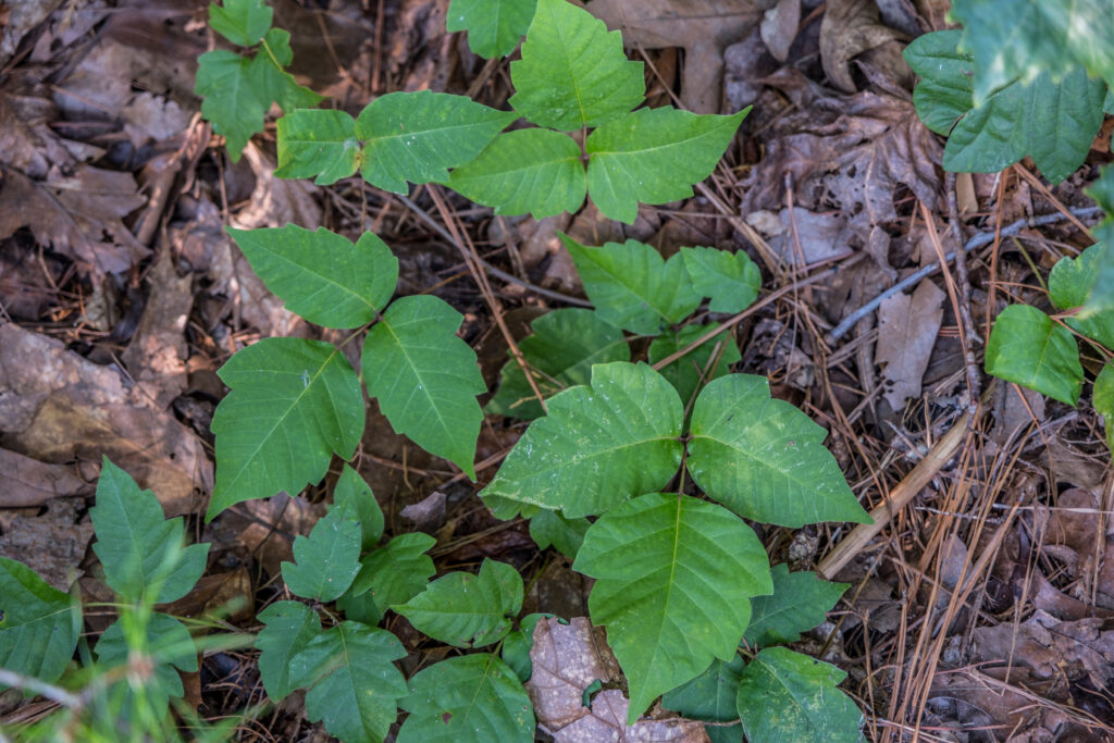 Poison ivy in a wooded area of Wisconsin.