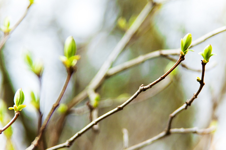 Preparing Your Trees for Spring in Wisconsin | Accurate Tree Services + H&H Arborists