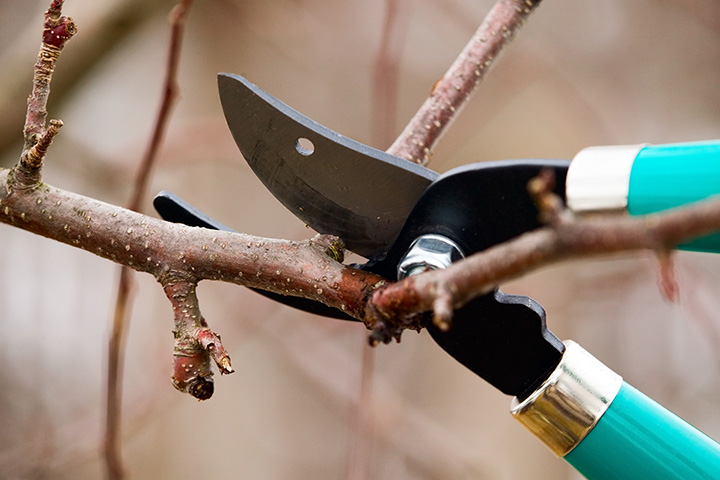 Tree Pruning in Wisconsin | Accurate Tree Services + H&H