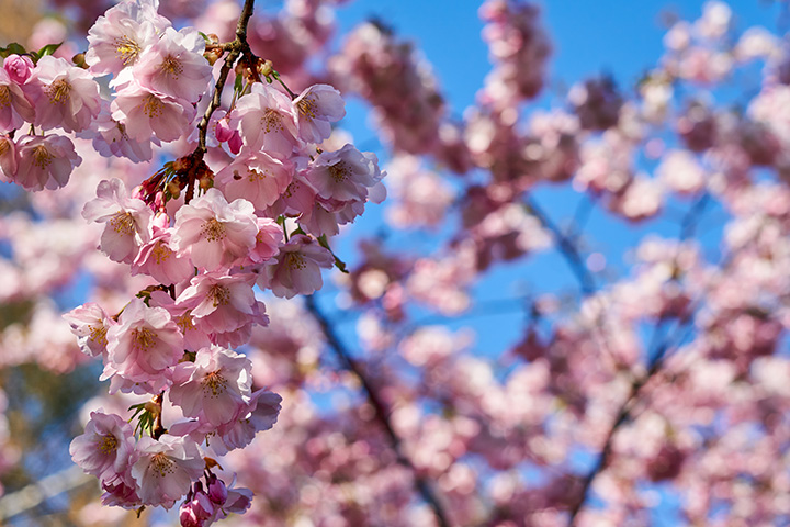 Flowering Trees in Wisconsin | Accurate Tree Services + H&H