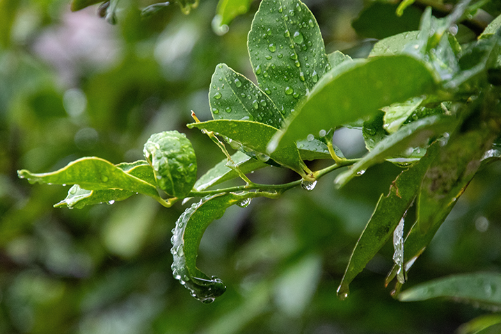 Essential Tips for Springtime Tree Care in Wisconsin | Accurate Tree Services + H&H