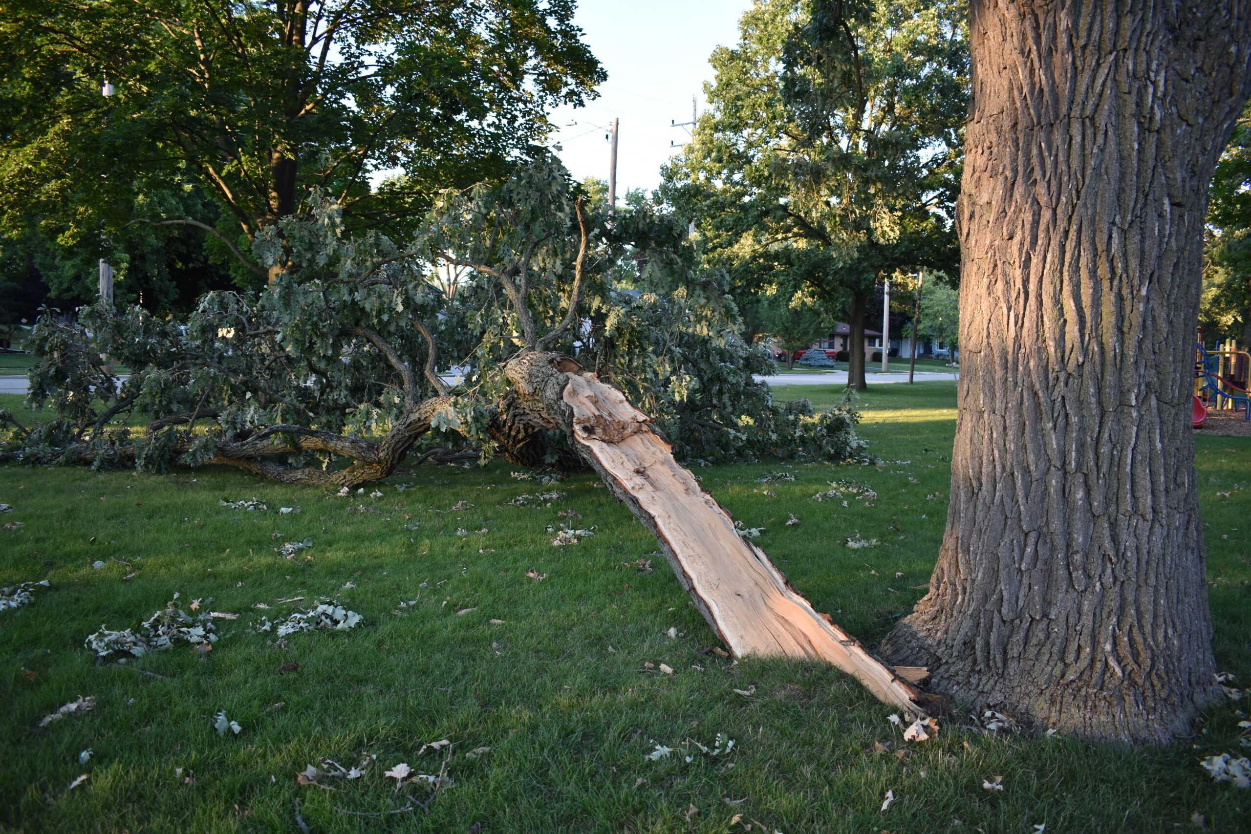 Large tree branch fallen over in a Wisconsin yard after a storm